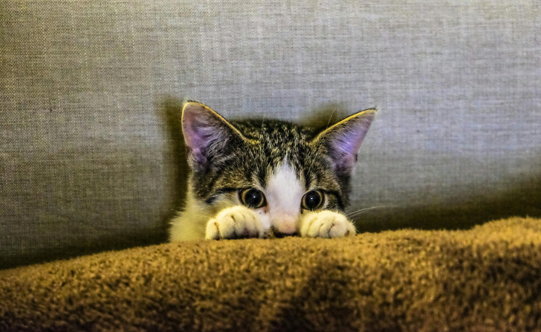 🐾 Albro Designs Has Found Its Purrpose: A New Chapter Begins